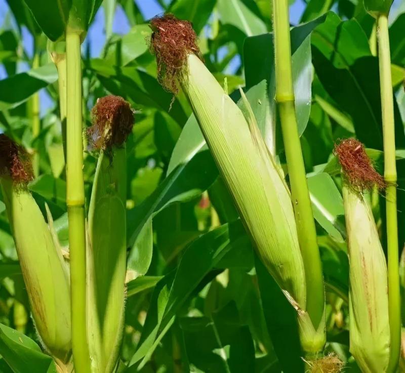 玉米杆图片 第1张