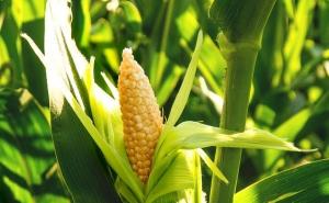 玉米杆图片 第5张