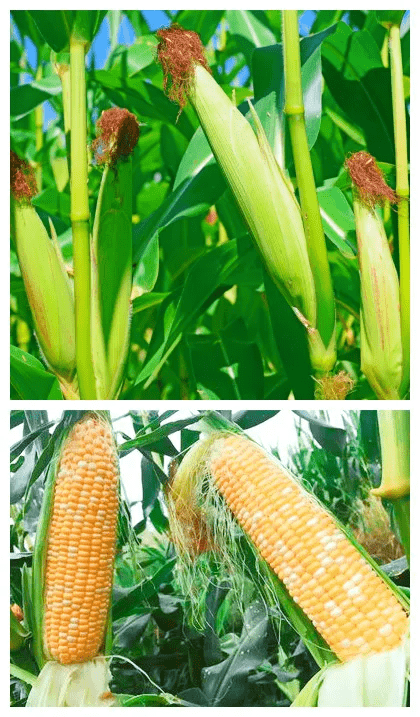 玉米杆图片 第4张