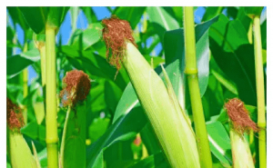 玉米杆图片 第4张