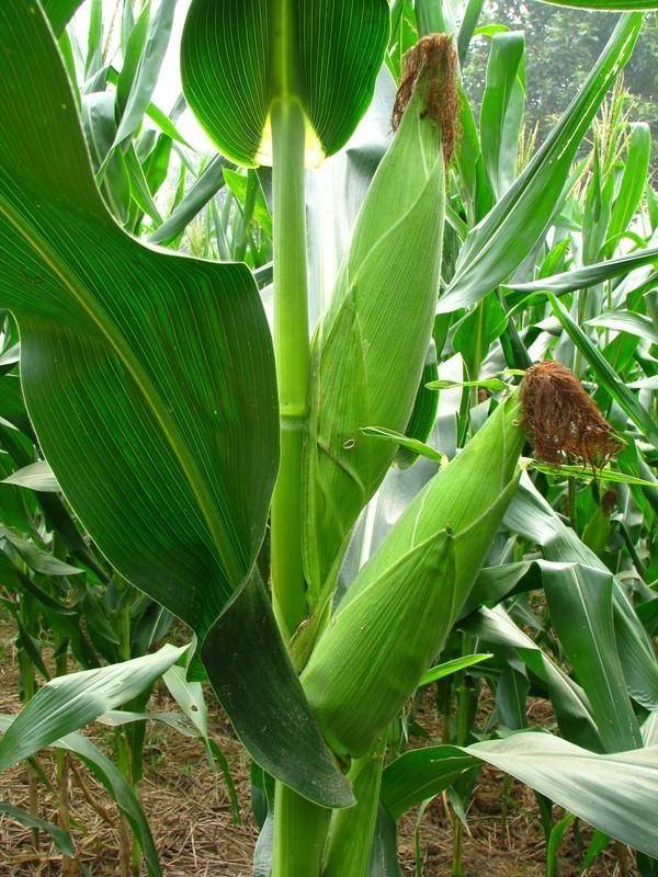 玉米杆图片 第3张