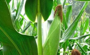 玉米杆图片 第3张