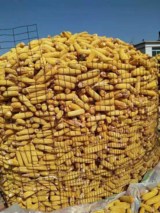 农民玉米堆图片 第1张