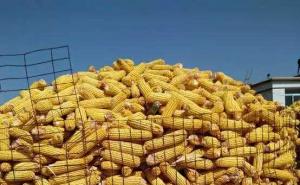 农民玉米堆图片