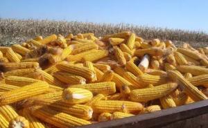农民玉米堆图片 第3张