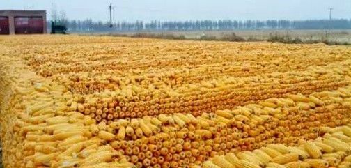 农民玉米堆图片 第4张