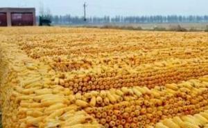 农民玉米堆图片 第4张