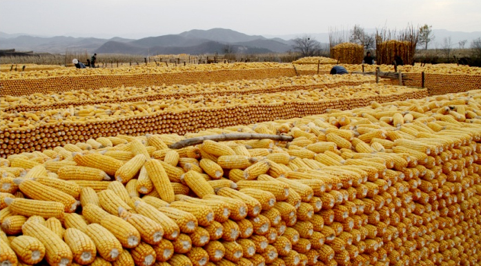 农民玉米堆图片 第2张