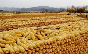 农民玉米堆图片 第2张