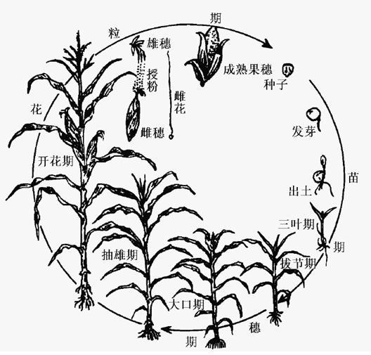 玉米生长过程简单图片 第2张
