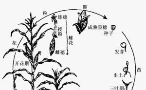 玉米生长过程简单图片 第2张