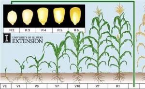 玉米生长过程简单图片