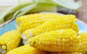 好看的玉米图片 第6张