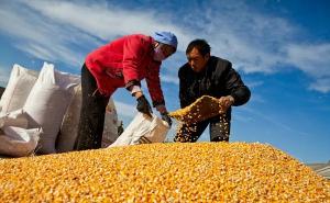 农村晒玉米粒图片 第3张