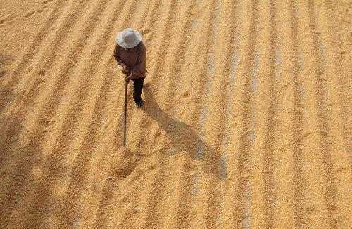农村晒玉米粒图片 第2张