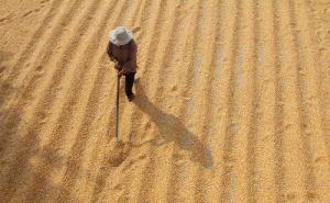 农村晒玉米粒图片 第2张