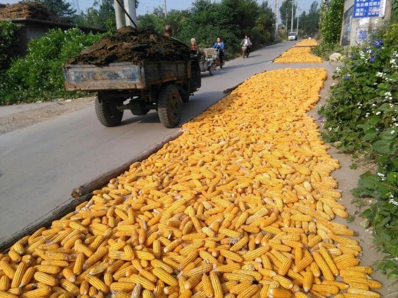 农村晒玉米粒图片 第5张
