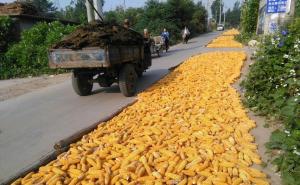 农村晒玉米粒图片 第5张