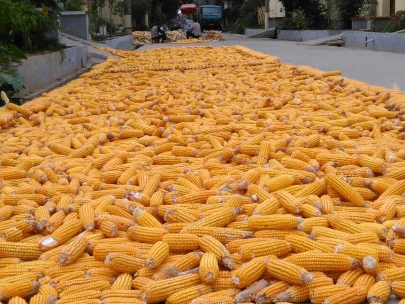 农村晒玉米粒图片 第4张