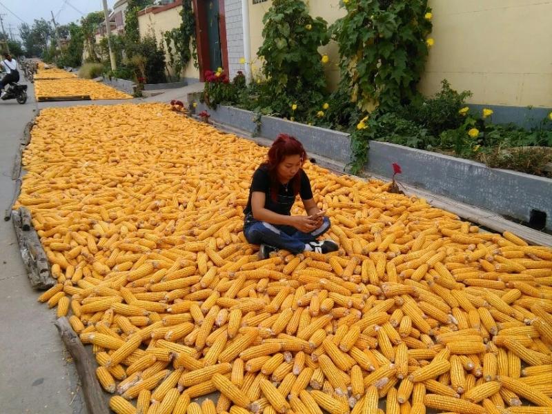 农村路边晒玉米图片 第1张