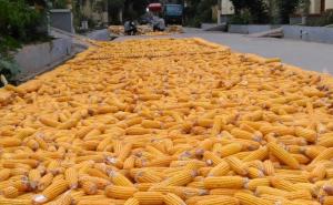 农村路边晒玉米图片 第2张