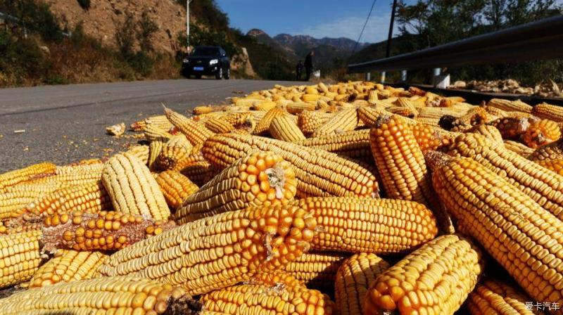 农村路边晒玉米图片 第4张