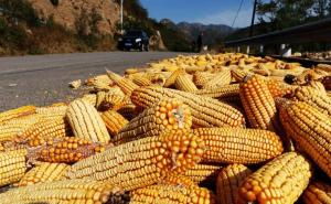 农村路边晒玉米图片 第4张