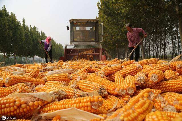 农村路边晒玉米图片 第3张
