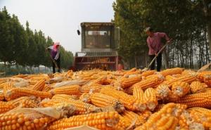 农村路边晒玉米图片 第3张