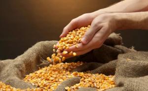 晒干的玉米粒图片 第2张