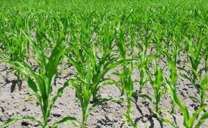 玉米田的图片 第2张