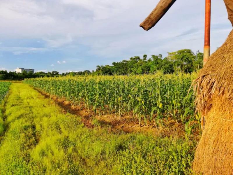 玉米田的图片 第3张