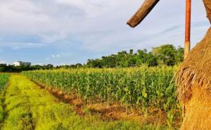 玉米田的图片 第3张