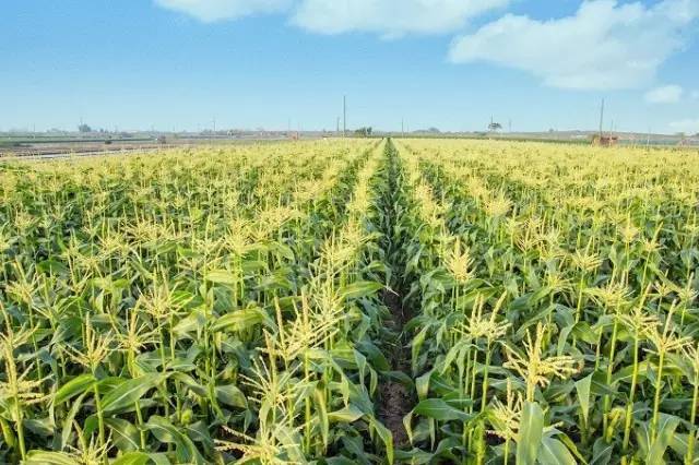 玉米田的图片 第4张