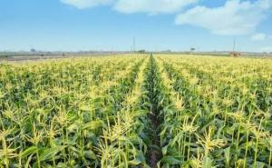 玉米田的图片 第4张