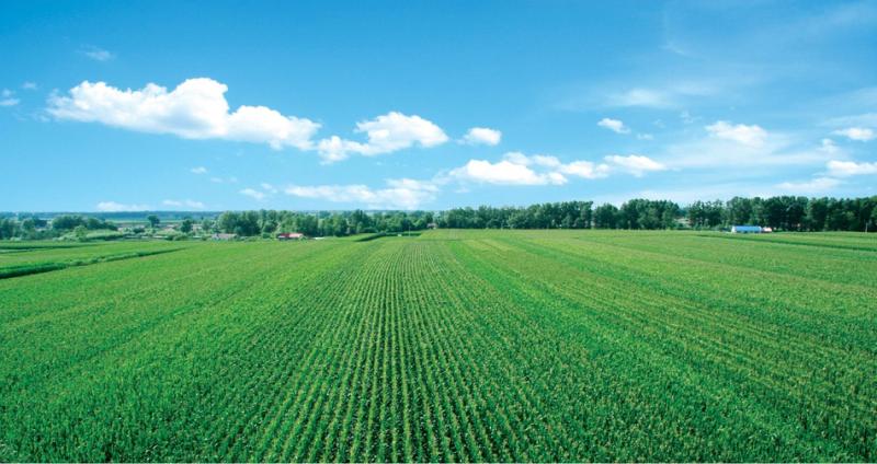 玉米田的图片 第5张