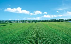 玉米田的图片 第5张