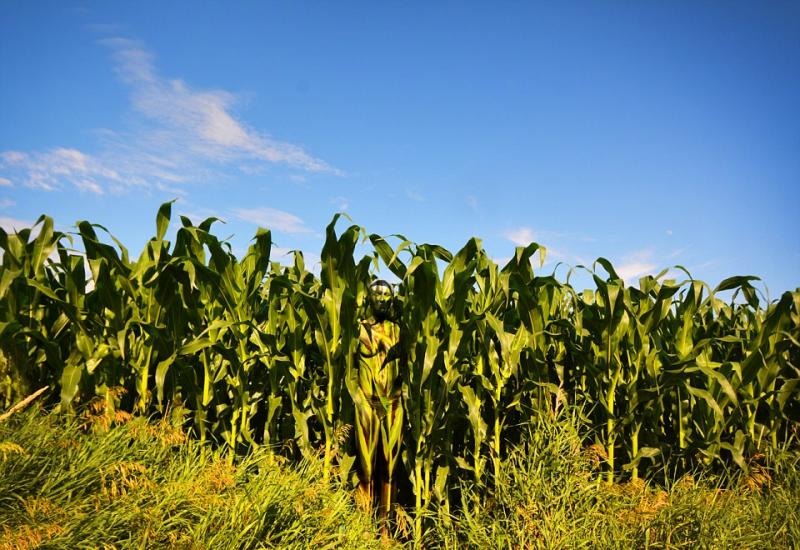 玉米田的图片 第6张