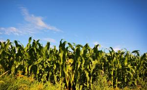 玉米田的图片 第6张