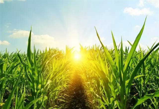 玉米田的图片 第7张