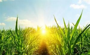 玉米田的图片 第7张