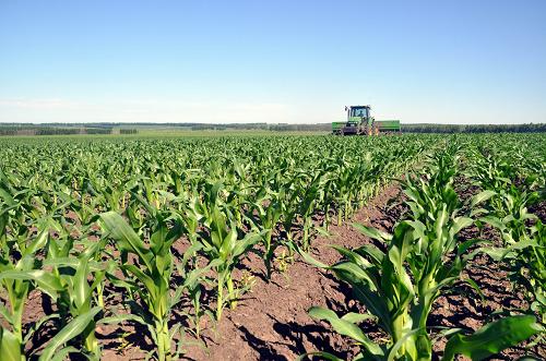 玉米田的图片 第8张