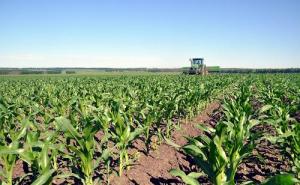 玉米田的图片 第8张