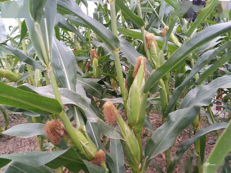 地里的玉米图片 第2张