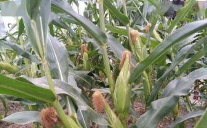 地里的玉米图片 第2张