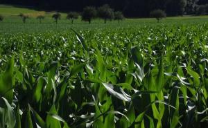 地里的玉米图片 第3张