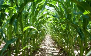 地里的玉米图片 第4张