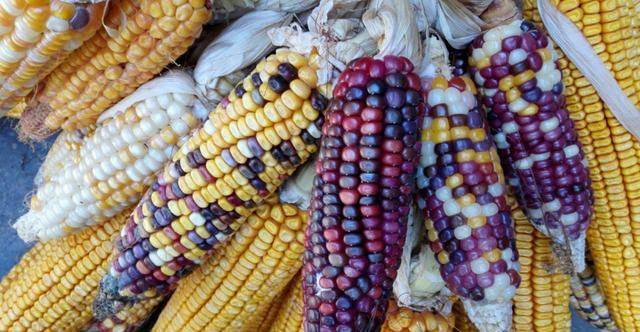 彩色玉米图片 第3张