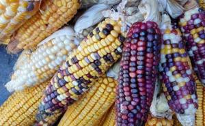 彩色玉米图片 第3张