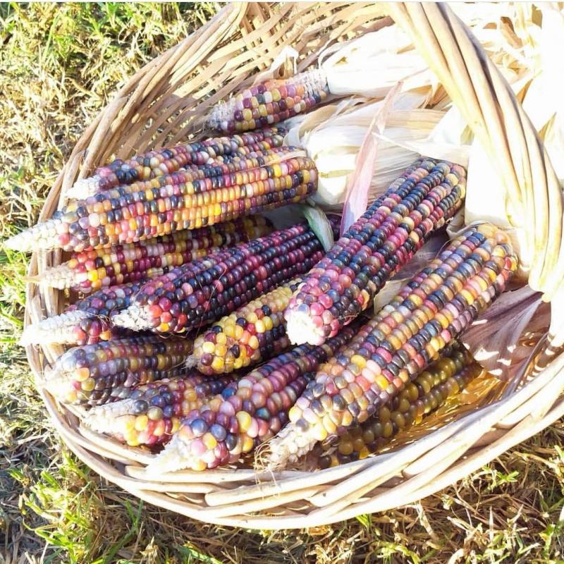 彩色玉米图片 第4张